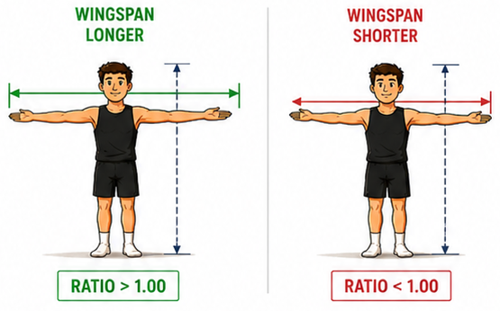 Cartoon showing how to measure wingspan with arms extended